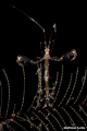 Skeleton Shrimp (Posing With Open Arms)