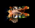 Juvenile flying fish with its own reflection at the surface, Indonesia