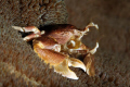 A Porcelain Crab filter feeding. Shot with Canon 5 D MKII and a 100mm lens with extension tube.
