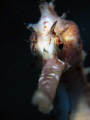 Nose on shot of a normally shy Hysterix shelting behind the camera in strong current at Taci Tolu, Dili Timor-Leste.