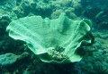 Hard coral