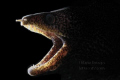 Spotted Morey / Nikon D-700, 60 mm Macro, Snoot, Inon Strobe.