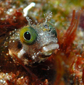 Blenny
