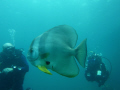 Batfish + 2 admiring divers