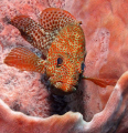 Red Hind inside a large pinkish sponge - Roatan, Honduras