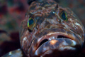 A face only a mother could love...

Lingcod
Canon 20D
100mm Mac
1/125
F8
ISO100
