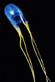 Jelly Fish taken with olympus pen e-pl1 with 2 sea & sea ys-110a strobes