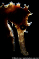 Close up of thorny seahorse with back-lilt snooted.