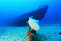 Wreck of Submarine Rubis situated in South France near St. Tropez. Very nice dive but usually you can found a strong current.
Hugyfot housing for D700 with Nikon zoom 14/24 2,8 strobe Subtronic Alpha e Midi
