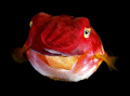 Juvenile Cuttlefish, Byron Bay, Australia