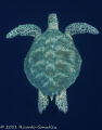 Green turtle on the blue. 
Doesn't matter how many times you see one, they will always amaze me.
