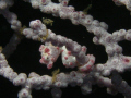 Pygmy Seahorse