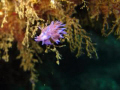 Discovered nice nudy branch during safety stop 4 metres depth. Also taken during dive at Punta Salinas, Estartit.