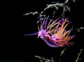 nudi