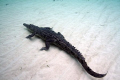 This Croc was hanging out near our boat during our surface interval. Amazing!
