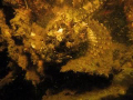 little scorpion fish, Zeeland. Scharendijke The Netherlands