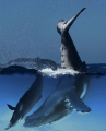whales
