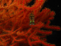 Baby Cuttlefish

G10
night dive