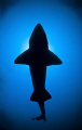 This image of a Sand Tiger Shark was shot with a fisheye 10.5mm Nikkor with a Nikon D300 from only a few feet away while wreck diving off the North Carolina coast.  Horizontal visibility was poor but vertical was blue so I pointed the camera upwards.
