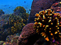 Larak island