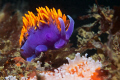 Flabellina Iodinia (Spanish Shawl)
Canon 60D
100mac
1/125th
F11

