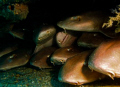 Brown Banded Bamboo Sharks SleepOver!!! Sorry, no more space, come back tomorrow!
Fish Heaven Dive site, alias Secret Wreck.
Perhentian Island, Palau Besar. Malaysia
Canon G12, Strobe S-2000
