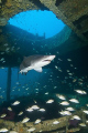 Carcharias taurus or a Sand Tiger Shark within the wreck of the Aeolus, Outerbanks, North Carolina.