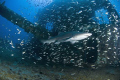 Carcharias taurus or Sand Tiger Shark; Buoy deck of the USCG Cutter Spar; Outer Banks, North Carolina