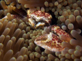 Anemone Porcelain Crab