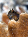 Blenny on a sponge at my fav dive site Blue Heron Bridge.