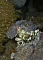 I take this shoot when I dived on mainland manado exactly on Malalayang Beach in the afternoon with my Canon Ixus 130 ( with WP-DC37 with only internal flash ) and I found this amazing creature Camouflaged Crab stand still very gentle