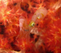 a baby squid eating a shrimp at night