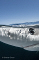 Blue Shark Eye