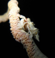 A big Xeno Crab sitting on whip coral