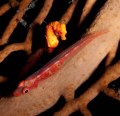 Denise's seahorse watching over his coral goby buddy