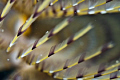 spirographis spallanzanii / Bodrum