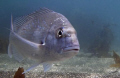 Snapper, taken at Goat Island on New Zealands east coast. Goat Island is New Zealands oldest marine reserve (1975) and as a result the snapper are quite tame