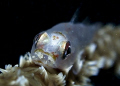 I shooted this Tiny Goby Fish in the afternoon when I dived at Pramuka Island on July 24th 2011 with my Canon G12 and Inon Strobe D2000