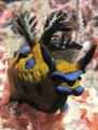 This Photo is Nudibranch Nembrota, taken by Canon G12 with Inon D2000 Strobes in the Pramuka Island on July 24th,2011