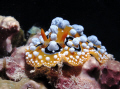 This Phyllidia varicosa taken with my canon G12 and Inon Strobe D2000 at the Pramuka Island on July 24th,2011 at the noon