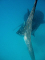 Whale Shark