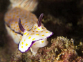 Nudi'