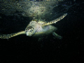 Hawksbill turtle under the full moon.  Florida Keys night dive.