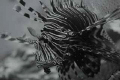 Lionfish