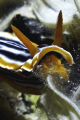 This Nudi Chromodoris Magnifica was eating while I shooted it with Canon G12 and Strobes on July 24th,2011 at the Pramuka Island , This moment I even never saw before , I just known how the Nudibranch eat something