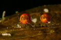 Let's Dance - LAOLA

Freshwater mite