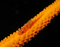 this whip goby has not one but two parasites attached to its back.