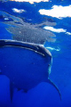 Whaleshark