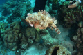 The Divemaster picking up a Scorpionfish which seemed surprisingly content.