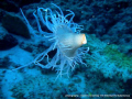 this collimorph was found drifting in the surge off bird rock wall in the mamanucas Fiji. It was just a beautiful sight to see the diversity our oceans offer.......
